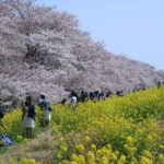 熊谷桜堤