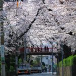 さくら坂＠東京都大田区