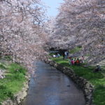 元荒川の桜並木@吹上