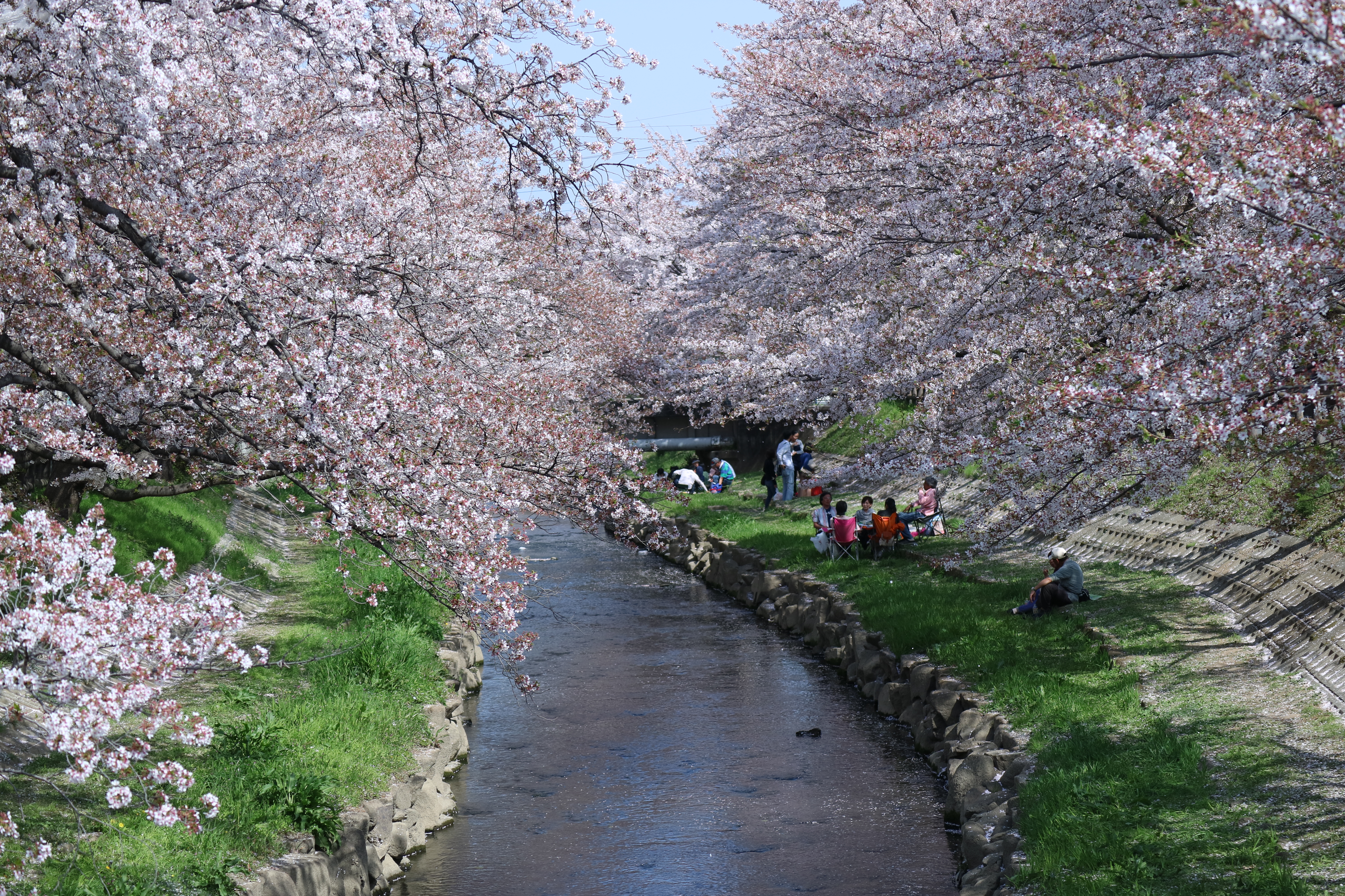 元荒川の桜並木 吹上 桜開花パトロール