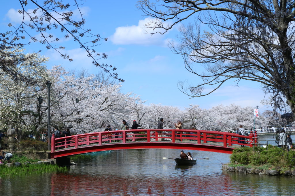 須坂臥竜公園の桜